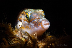 Saddled Pufferfish Juvenile by Julian Hsu 